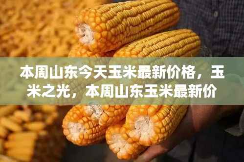 山东玉米最新价格聚焦,励志故事与玉米之光