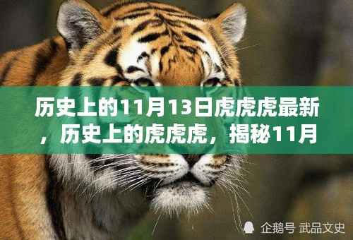 揭秘,历史上的虎虎虎事件与11月13日的神秘面纱