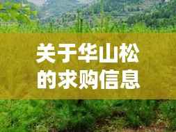 关于华山松的求购信息及购买指南,如何顺利求购华山松(违法犯罪问题除外)