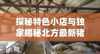 探秘特色小店与独家揭秘北方最新猪舍建造图,2024年最新资讯与图片展示
