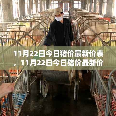 全方位指导,最新猪价查询与进阶指南(11月22日最新价表更新)