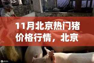 北京十一月猪价背后的故事,变化、学习与自信的力量,揭示热门猪价格行情