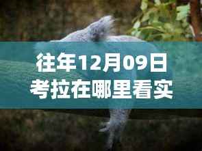 探秘小巷深处的考拉观测奇妙之旅,实时自然观察盛宴开启!