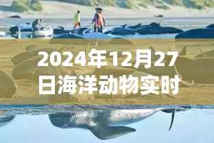 2024年海洋动物实时录像软件,记录深海奇观