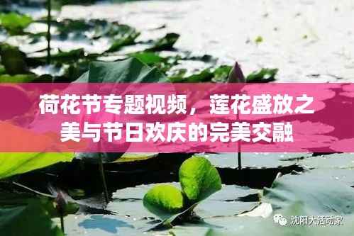 荷花节专题视频,莲花盛放之美与节日欢庆的完美交融