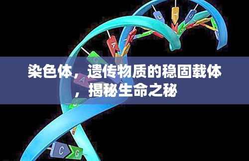 染色体,遗传物质的稳固载体,揭秘生命之秘