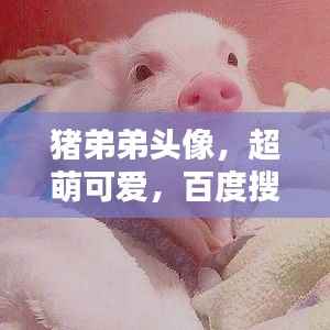 猪弟弟头像,超萌可爱,百度搜索必选!