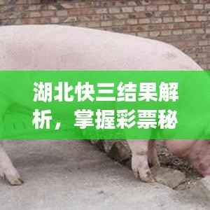 湖北快三结果解析,掌握彩票秘密,轻松赢大奖!