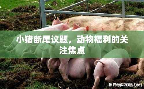 小猪断尾议题,动物福利的关注焦点